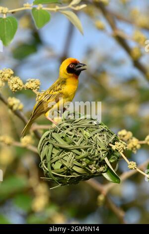 Vitelline Masked Weaver - Ploceus vitellinus Foto Stock