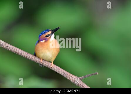 Kingfisher Pigmy africano - Ispidina picta Foto Stock