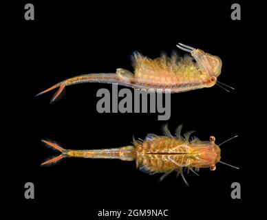 Fairy Shrimp - Chirocephalus diaphanus Foto Stock