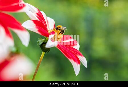 Un'ape siede su un fiore bianco rosso. Foto Stock