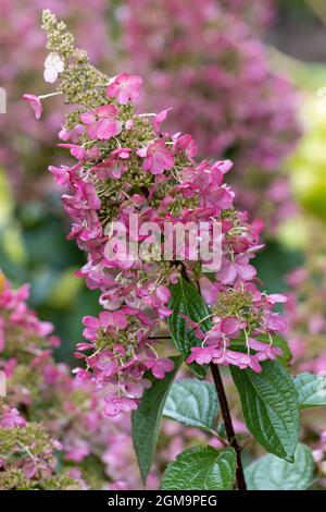 Hydrangea paniculata Pinky Winky fiore a fine estate Foto Stock