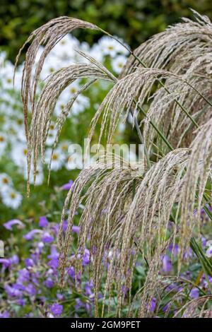 Miscanthus sinensis Kaskade fiori in un bordo misto Foto Stock