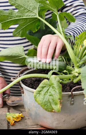 Raccogliere zucchine da un contenitore coltivato pianta in un giardino domestico. Cucurbita pepo 'Defender'. Foto Stock