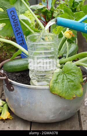 Annaffiare le verdure. Bottiglia di plastica riciclata tagliata e capovolta per innaffiare in profondità un contenitore coltivato zucchina pianta. Cucurbita pepo 'Defender'. Foto Stock