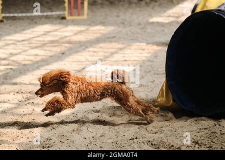 Competizioni di agilità. Cane di razza giocattolo puodle di colore rosso corre fuori dal tunnel e la sabbia vola da sotto zampe. Velocità e agilità, sport con cane. Foto Stock