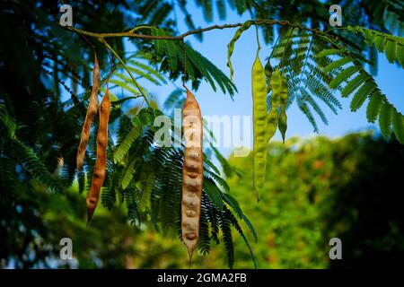 Primo piano di ramo di Albizia julibrissin (albero della Seta Persiano o Mimosa) con foglie e semi di cialde contro il cielo blu Foto Stock