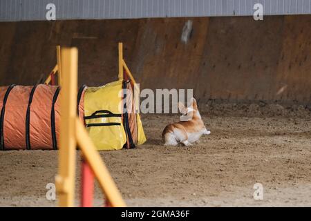 Competizioni di agilità. Cane gallese corgi Pembroke rosso colore rapidamente esaurisce di tunnel e la sabbia vola da sotto zampe. Velocità e agilità, sport con animale domestico Foto Stock