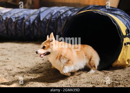 Competizioni di agilità. Cane gallese corgi Pembroke rosso colore rapidamente esaurisce di tunnel e la sabbia vola da sotto zampe. Velocità e agilità, sport con animale domestico Foto Stock