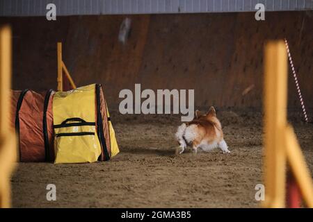 Competizioni di agilità. Cane gallese corgi Pembroke rosso colore rapidamente esaurisce di tunnel e la sabbia vola da sotto zampe. Velocità e agilità, sport con animale domestico Foto Stock