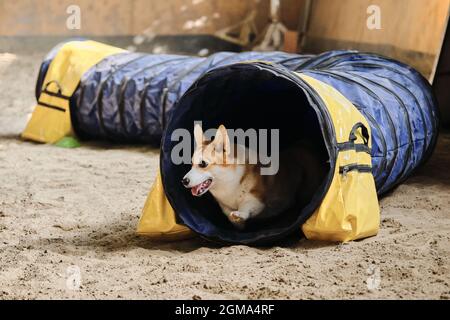 Competizioni di agilità. Cane gallese corgi Pembroke rosso colore rapidamente esaurisce di tunnel e la sabbia vola da sotto zampe. Velocità e agilità, sport con animale domestico Foto Stock