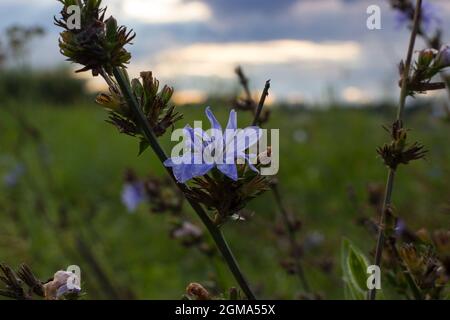 Cicoria comune al tramonto. Focus su fiore blu sullo sfondo di prato e cielo con le nuvole. Foto Stock