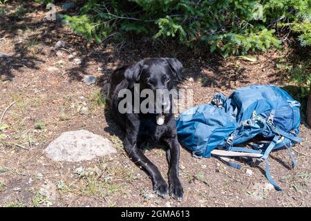 Il cane nero labrador Retriever si stende vicino a uno zaino, riposandosi, durante un viaggio a piedi Foto Stock