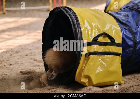 Competizioni di agilità. Velocità e agilità, sport con animale domestico. Gallese corgi Pembroke colore rosso corre in tunnel tubo - attrezzature sportive per animali. Foto Stock