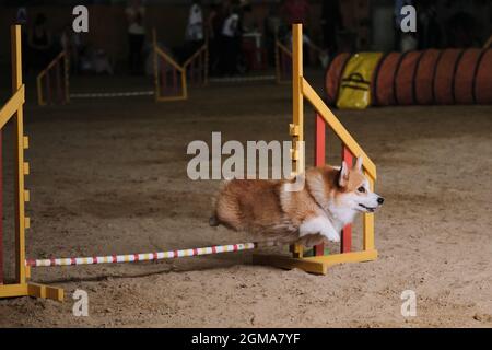 Velocità e agilità, sport con cane. Rossi corgi gallesi Pembroke senza coda corre veloce e salta su barriera alle competizioni di agilità. Foto Stock