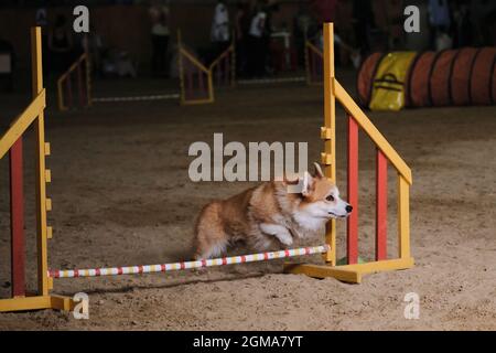 Velocità e agilità, sport con cane. Rossi corgi gallesi Pembroke senza coda corre veloce e salta su barriera alle competizioni di agilità. Foto Stock