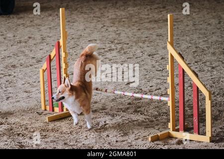 Velocità e agilità, sport con cane. Rossi corgi gallesi Pembroke senza coda corre veloce e salta su barriera alle competizioni di agilità. Foto Stock