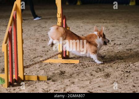 Velocità e agilità, sport con cane. Rossi corgi gallesi Pembroke senza coda corre veloce e salta su barriera alle competizioni di agilità. Foto Stock