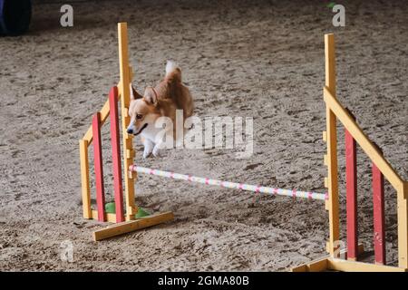 Velocità e agilità, sport con cane. Rossi corgi gallesi Pembroke senza coda corre veloce e salta su barriera alle competizioni di agilità. Foto Stock