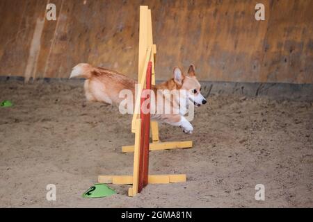 Velocità e agilità, sport con cane. Rossi corgi gallesi Pembroke senza coda corre veloce e salta su barriera alle competizioni di agilità. Foto Stock