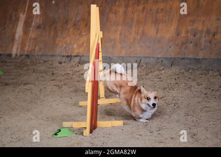 Velocità e agilità, sport con cane. Rossi corgi gallesi Pembroke senza coda corre veloce e salta su barriera alle competizioni di agilità. Foto Stock