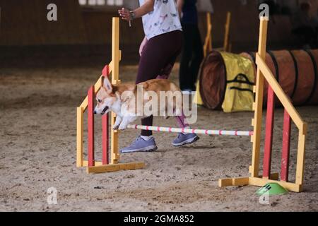 Velocità e agilità. Rossi corgi gallesi Pembroke senza coda corre veloce e salta su barriera alle competizioni di agilità. Il proprietario lavora con l'animale domestico nello stesso t Foto Stock