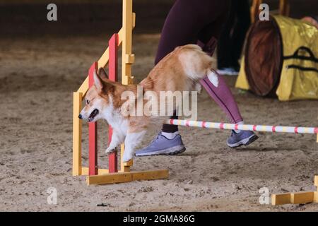 Velocità e agilità. Rossi corgi gallesi Pembroke senza coda corre veloce e salta su barriera alle competizioni di agilità. Il proprietario lavora con l'animale domestico nello stesso t Foto Stock