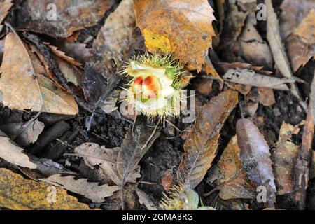 Un conker il frutto o il seme di un albero di cavallo-castagno o conker (Aesculus hippocastanum), Inghilterra, Regno Unito Foto Stock