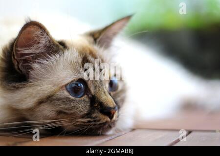 Dolce Kiity Cat Sacro Birman Foto Stock
