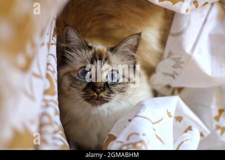 Dolce Kiity Cat Sacro Birman Foto Stock