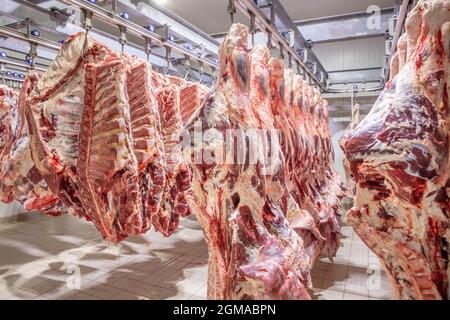 Al macello, carcasse, carni bovine gregge, agganciate nel congelatore. Primo piano di mezzo mucca pezzi fresco appeso e disposto in una fila in un grande fregio Foto Stock