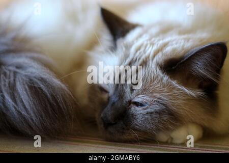 Dolce Kiity Cat Sacro Birman Foto Stock