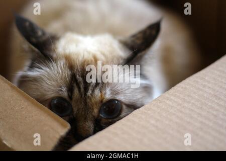 Dolce Kiity Cat Sacro Birman Foto Stock