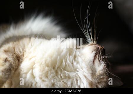 Dolce Kiity Cat Sacro Birman Foto Stock