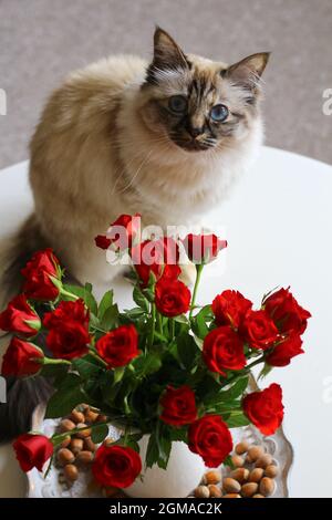 Dolce Kiity Cat Sacro Birman Foto Stock