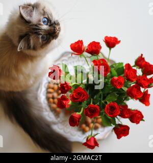 Dolce Kiity Cat Sacro Birman Foto Stock