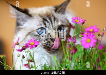 Dolce Kiity Cat Sacro Birman Foto Stock