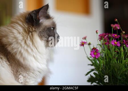 Dolce Kiity Cat Sacro Birman Foto Stock