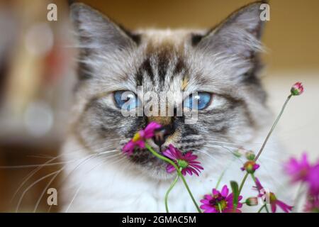 Dolce Kiity Cat Sacro Birman Foto Stock