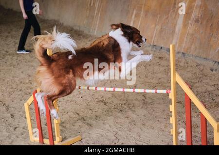 Velocità e agilità, sport con cane. La soffice collie di bordo rossa e bianca corre veloce e salta in alto oltre le barriere nelle competizioni di agilità. Il cane più intelligente dentro Foto Stock