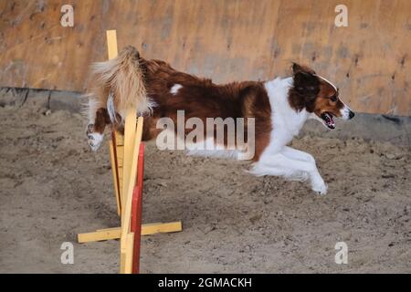 Velocità e agilità, sport con cane. La soffice collie di bordo rossa e bianca corre veloce e salta in alto oltre le barriere nelle competizioni di agilità. Il cane più intelligente dentro Foto Stock