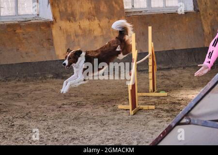 Velocità e agilità, sport con cane. La soffice collie di bordo rossa e bianca corre veloce e salta in alto oltre le barriere nelle competizioni di agilità. Il cane più intelligente dentro Foto Stock