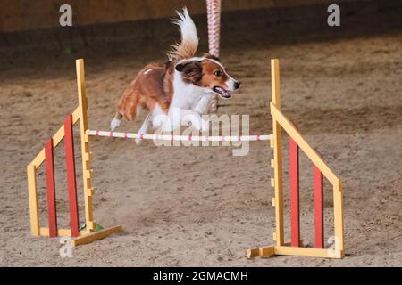 Velocità e agilità, sport con cane. La soffice collie di bordo rossa e bianca corre veloce e salta in alto oltre le barriere nelle competizioni di agilità. Il cane più intelligente dentro Foto Stock