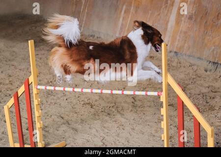 Velocità e agilità, sport con cane. La soffice collie di bordo rossa e bianca corre veloce e salta in alto oltre le barriere nelle competizioni di agilità. Il cane più intelligente dentro Foto Stock