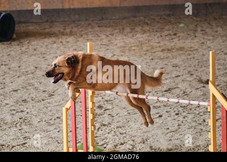 Velocità e agilità, sport con cane. La bellissima mongrel con capelli rossi corre veloce e salta in alto sulla barriera alle competizioni di agilità. Cane grande di bre misto Foto Stock