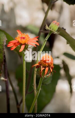 foto di margherite rosse in giardino Foto Stock