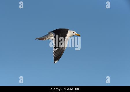 Grande nero-backed Gull - Larus marinus Foto Stock