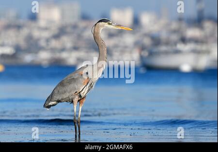 Airone blu - Ardea erodiade Foto Stock