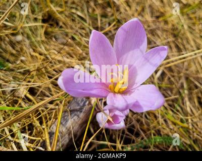 Primo piano di una montagna selvaggia Crocus / Saffron fiore, villaggio Rsovci, montagna balcanica, Stara planina, Serbia Foto Stock
