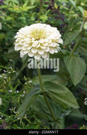 Pianta bianca fioritura Zinnia elegans nel parco. Conosciuto anche come gioventù-e-età, zinnia comune o zinnia elegante. Vista ad angolo basso. Foto Stock