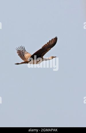 Bengala Florican (Houbaropsis bengalensis bengalensis) donna adulta in volo vicino a Roing, Arunachal Pradesh, India Febbraio Foto Stock